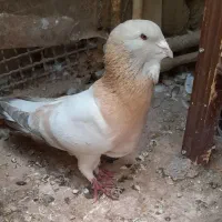 قره سوری لانگ فیس رواعب پرستویی|پرنده|قم, حاج زینل|دیوار