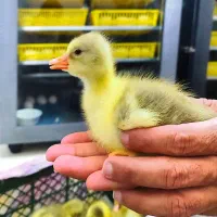 جوجه غاز محلی  ۳ روزه درشت