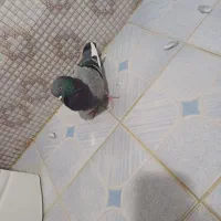 کفتر گمشده مژدگانی خوب