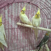 عروس هلندی