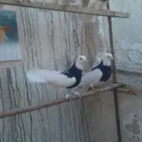 فقط زنک|پرنده|قم, چهار مردان|دیوار