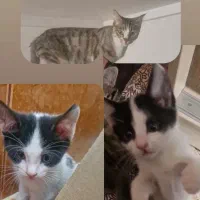 واگذاری گربه های ۲ماه ومادرشون یک ساله باهم یاتکی