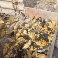 تخفیف ویژه اردک و جوجه محلی|حیوانات مزرعه|برازجان, |دیوار