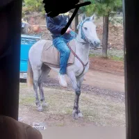 اسب نریون مسابقه ای استقامتی