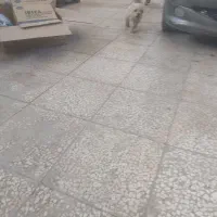 معاوضه شیتزو باهوش و بازیگوش ۱ونیم