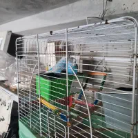 مرغ عشق  یک جفت خوش رنگ وخوش صدا|پرنده|ایزدشهر, |دیوار