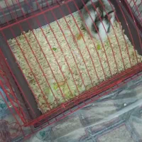 واگذاری خرگوش مینیاتوری