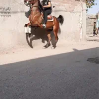 مادیان سواری دار|اسب و تجهیزات اسب‌سواری|اردبیل, |دیوار