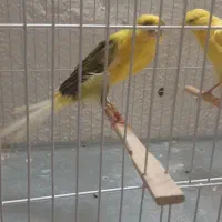 قناری کشیده بلند نروماده|پرنده|شاهینشهر, طالقانی|دیوار