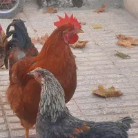 خروس خانگی ، محلی