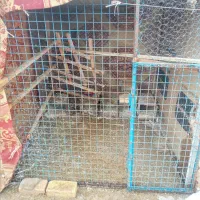 قفس کبوتر نزدیک ۶۰تا خودم حیوان ریختم|لوازم جانبی حیوانات|بشاریات, |دیوار