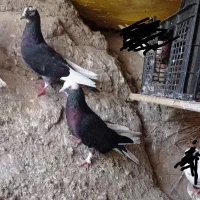 کفتر پرشی