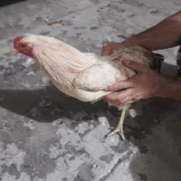 مرغ وخروس|حیوانات مزرعه|مشکین‌دشت, |دیوار