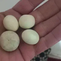 گوهر شب چراغ