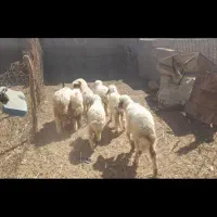 بره نر وماده گوسفند بز|حیوانات مزرعه|اهواز, بهارستان|دیوار