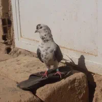 کفتر نر|پرنده|کوهدشت, |دیوار