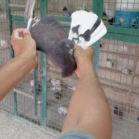 کبوتر پرشی کفتر