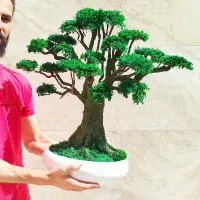 بنسای و درخت جاودان با خزه و گل طبیعی بدون مراقبت|گل مصنوعی|تهران, بهارستان|دیوار