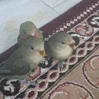 طوطی برزیلی