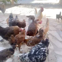 مرغ لری وگلین