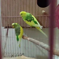 مرغ عشق|پرنده|جلفا, |دیوار