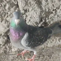 کبوتر|پرنده|تبریز, |دیوار