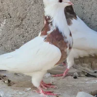 کبوتر طوقی|پرنده|بستان آباد, |دیوار