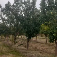 فروش باغ ۱۰۰۰ متر|فروش دفتر صنعتی، کشاورزی، تجاری|کشکسرای, |دیوار
