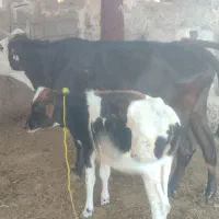 فروش گاو زاییده|حیوانات مزرعه|بندر کنگان, |دیوار