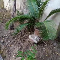 گل سیکاس
