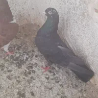 جوجه نر جوانه
