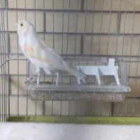 قناری|پرنده|شیراز, شریف‌آباد|دیوار