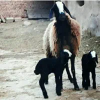 گوسفند نژاد شال