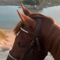 اجاره اسب برای عکاسی در ساحل و طبیعت