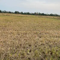 فروش-10-هزار-متر-مزروعی-خاصه-سرا