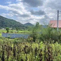 زمین جنگلی در گیلان بدون واسطه