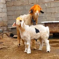 ۲۴راس میش بختیاری|حیوانات مزرعه|شوشتر, |دیوار