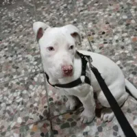 سگ پیت‌بول