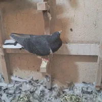 کبوتر|پرنده|شیراز, شهرک مهدی‌آباد|دیوار