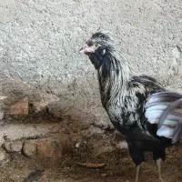 خروس گلین