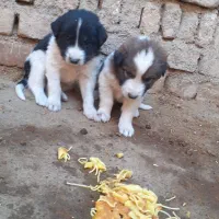 توله سرابی|سگ|اسدآباد, |دیوار