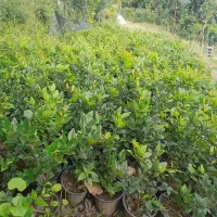 یاس گلدانی و پالم