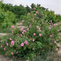 باغ