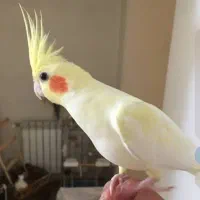 عروس هلندی گمشده