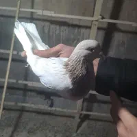 کفتر|پرنده|قرچک, زیبا شهر|دیوار