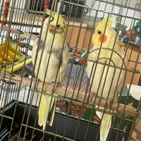 عروس هلندی