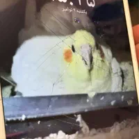 گوشی دوتا|موبایل|کرج, حیدرآباد|دیوار