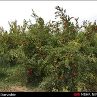 ۹۰ درخت انار سه در چهار