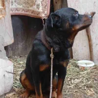 سگ رتوایلر .دوبرمن.پیتپول|سگ|هشتگرد, شهرک وحدت|دیوار