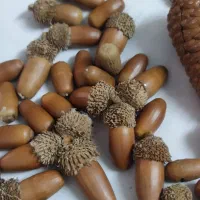 سبد حصیری کاج و بلوط یلدا|صنایع دستی و سایر لوازم تزئینی|قم, نوقطار|دیوار